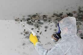 Why You Should Choose Our Mold Remediation Services in Omaha, TX